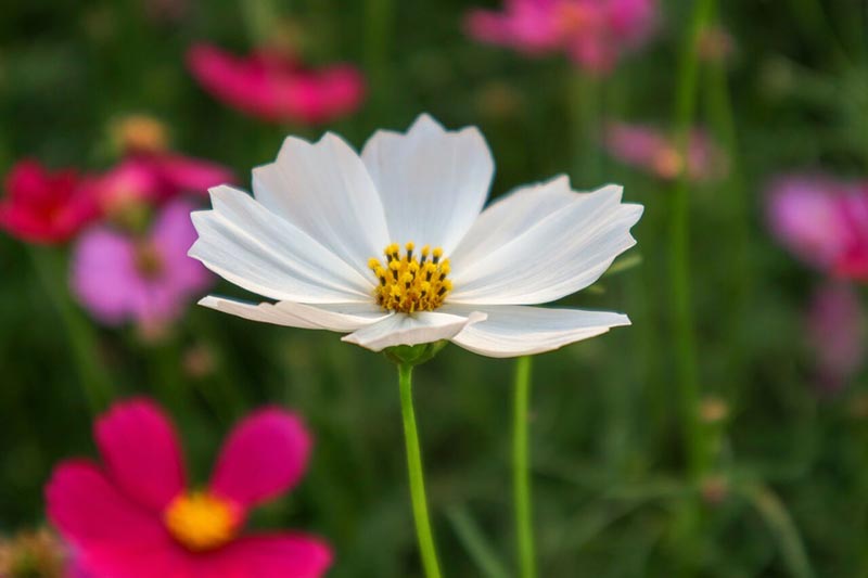 ต้นกล้าเกษตรแฟร์ สระบุรี