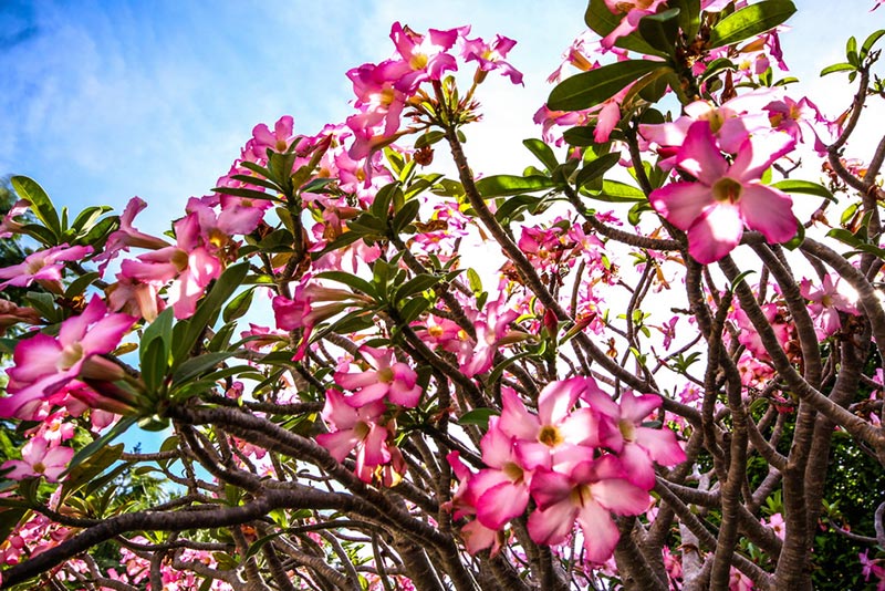 สวนชวนชม