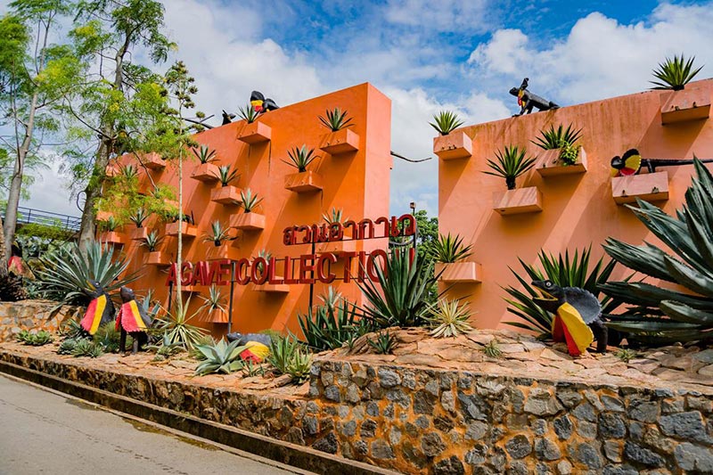 อากาเว่