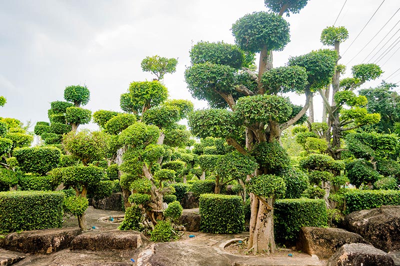 สวนข่อยดัด