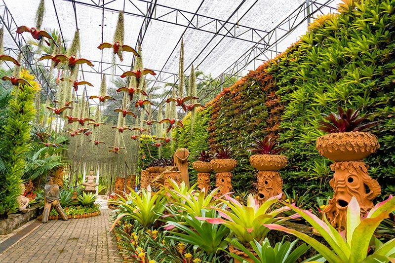 สวนสับปะรดสี