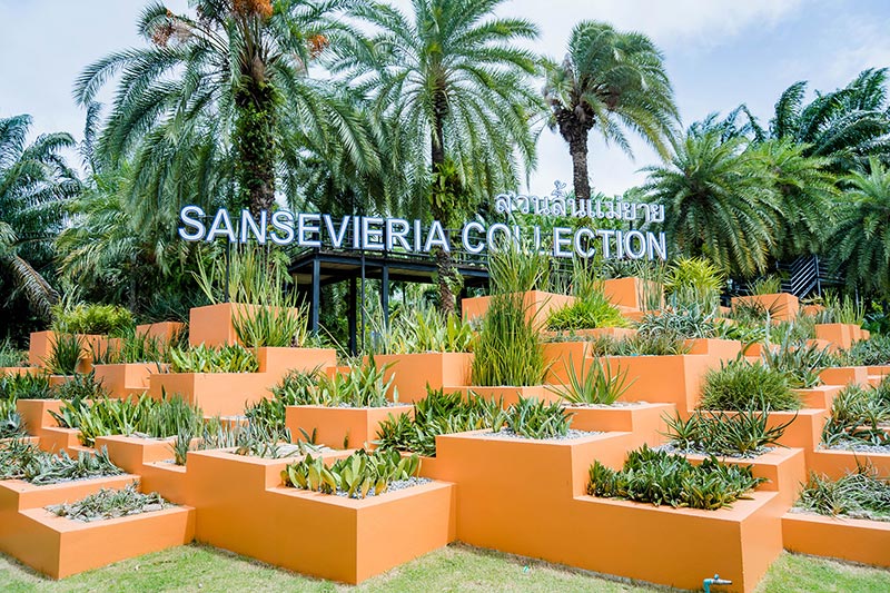 สวนลิ้นแม่ยาย