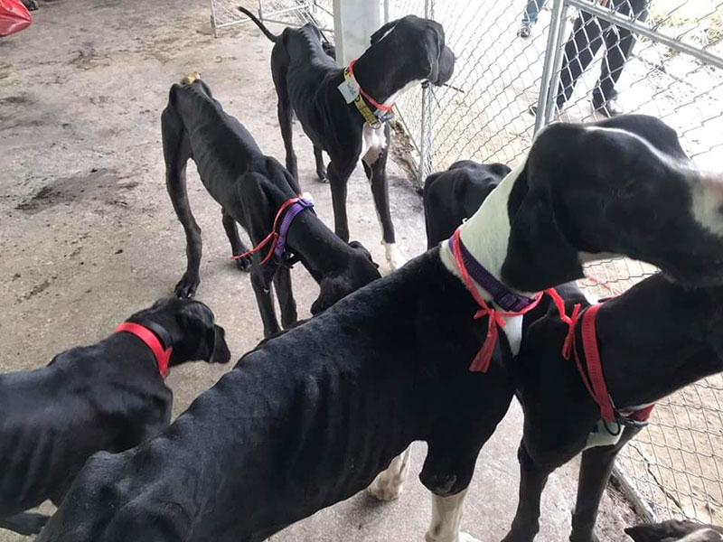 สุนัขเกรทเดน 