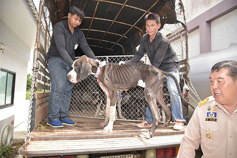 สุนัขเกรทเดน 