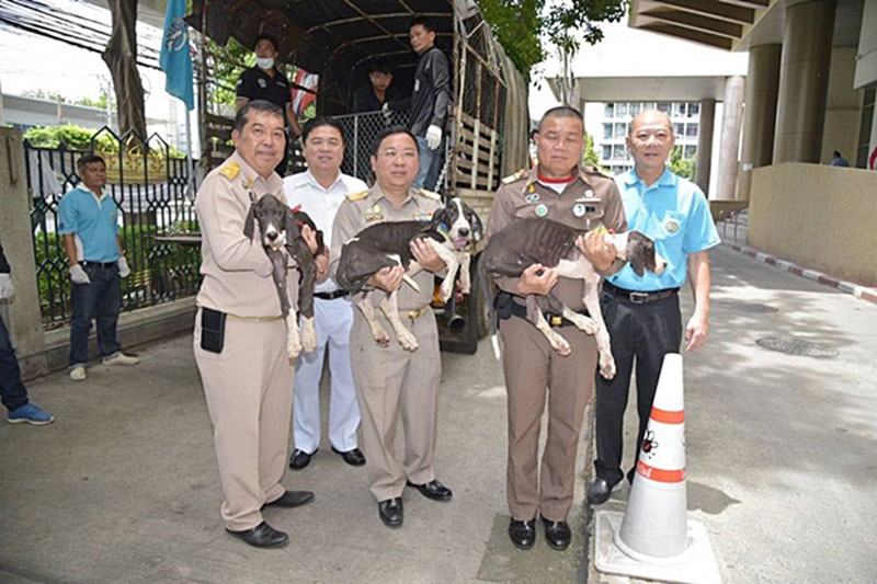 สุนัขเกรทเดน 