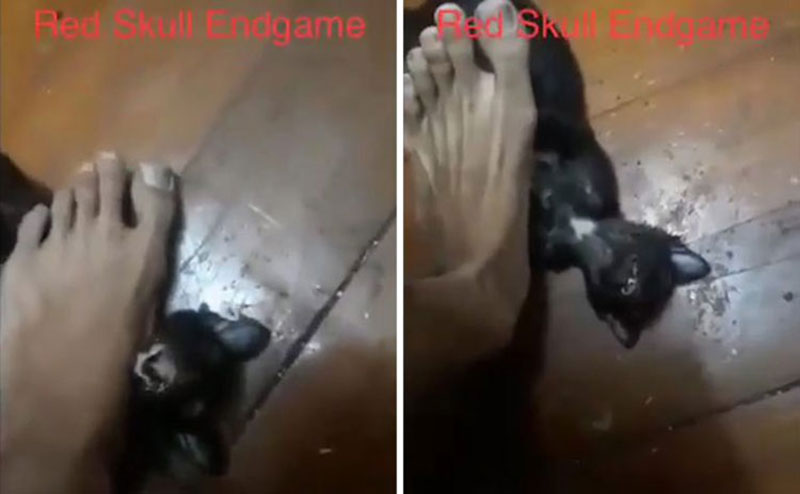 หนุ่มใช้เท้าขยี้คอแมว