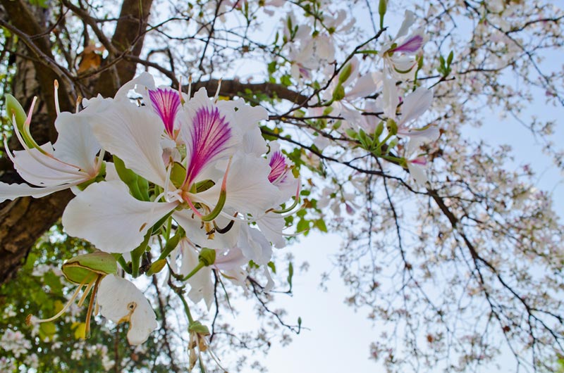 เทศกาลเดือนกุมภาพันธ์