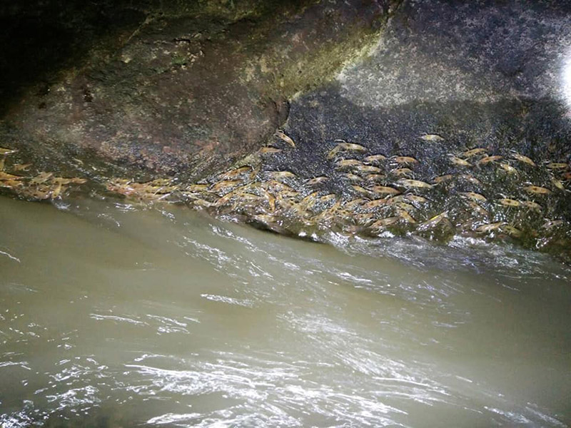 กุ้งเดินขบวน