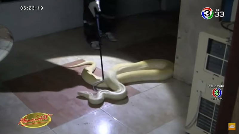 งูหลามหยกทอง