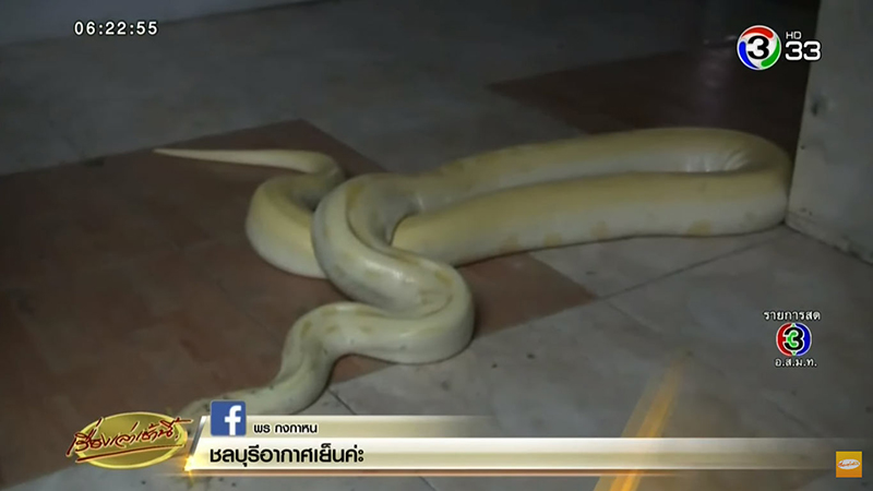 งูหลามหยกทอง