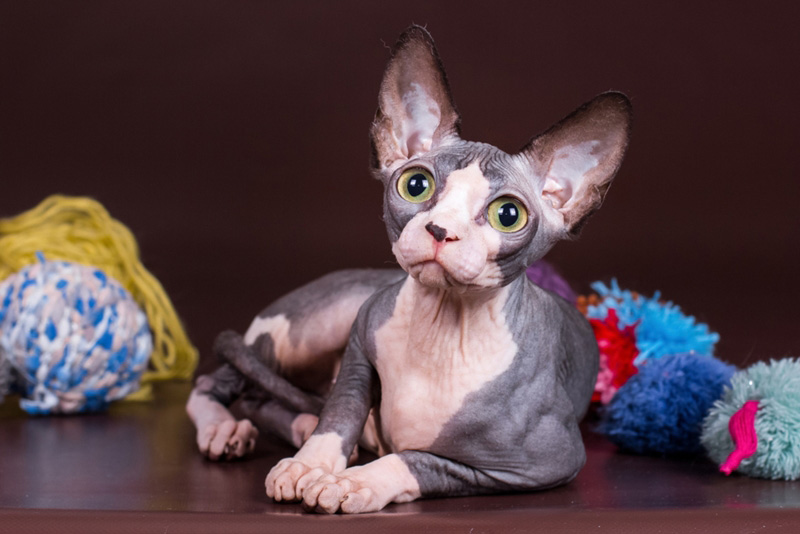 พันธุ์แมว