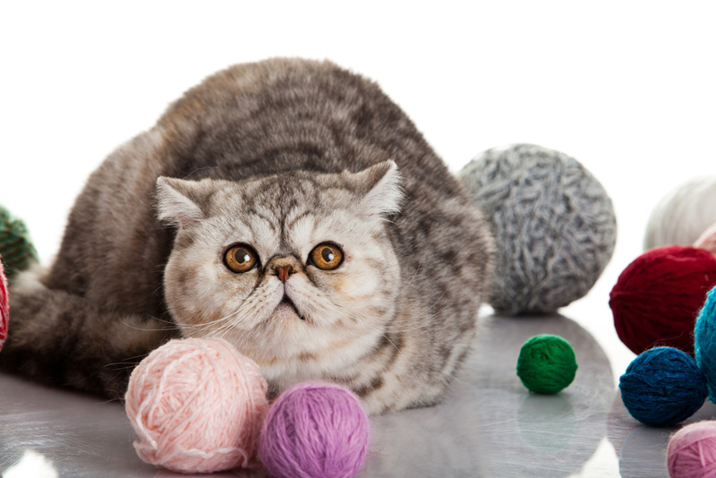 พันธุ์แมว