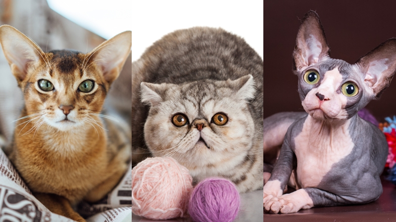 พันธุ์แมว