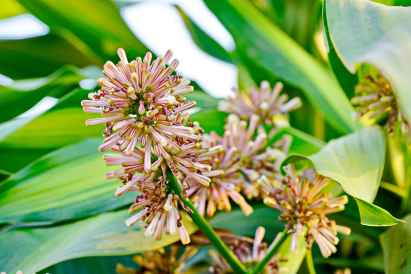 ต้นวาสน