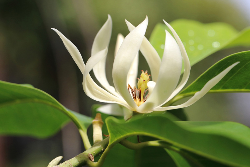 ดอกจำปี