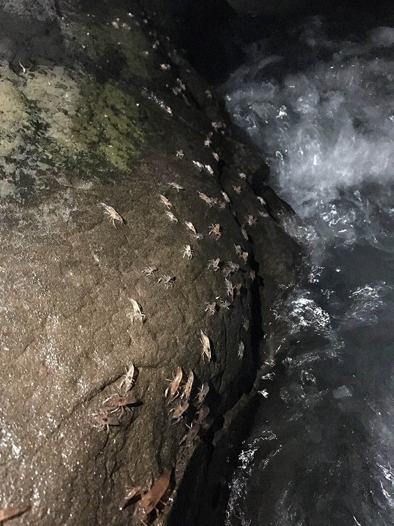 กุ้งเดินขบวน 2563