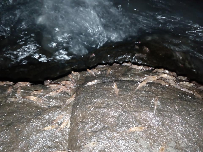 กุ้งเดินขบวน 2563