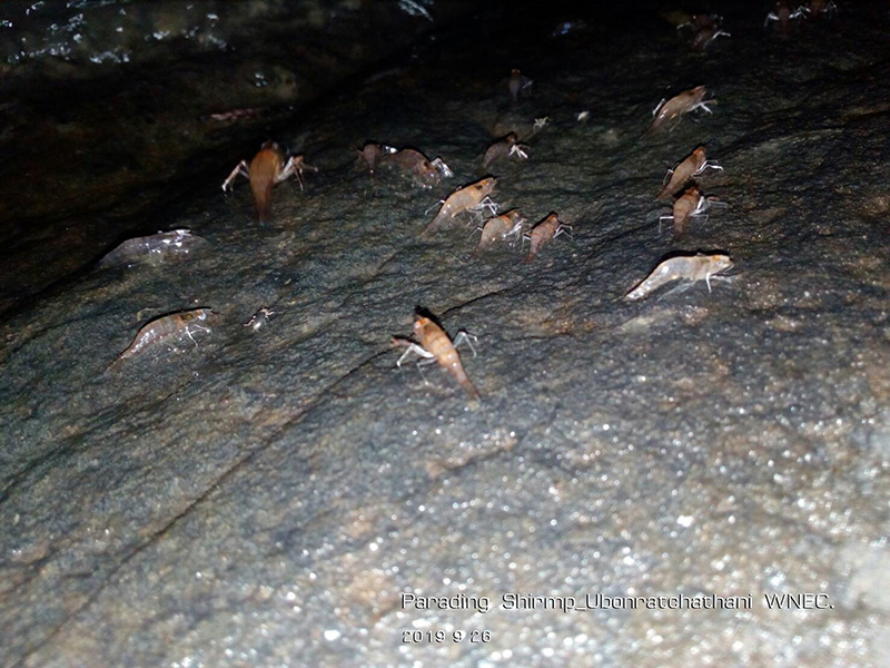 กุ้งเดินขบวน 2563