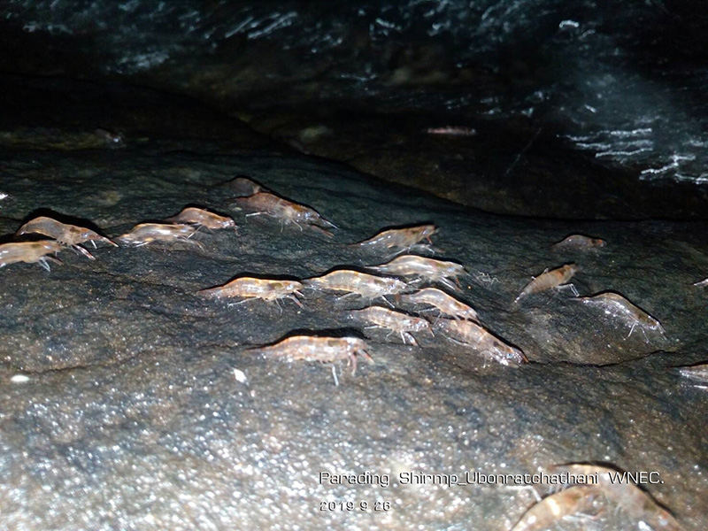 กุ้งเดินขบวน 2563