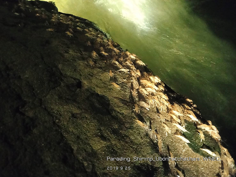 กุ้งเดินขบวน 2563