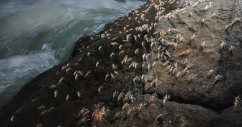 กุ้งเดินขบวน 2563