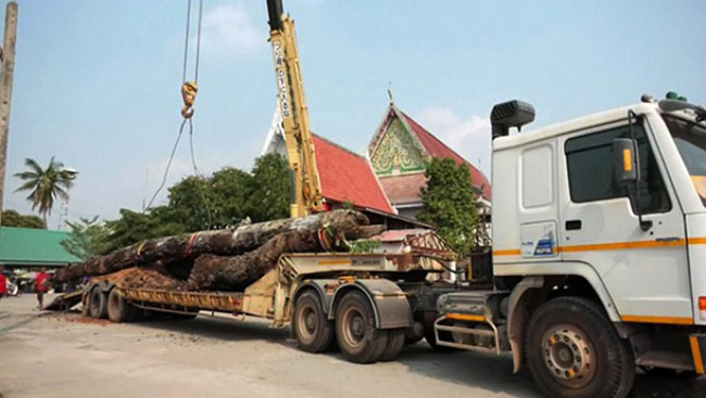 เลขเด็ดตะเคียนทอง พิจิตร