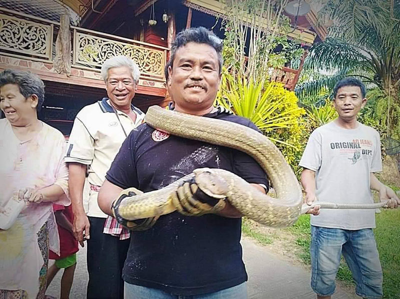 งูเข้าบ้าน