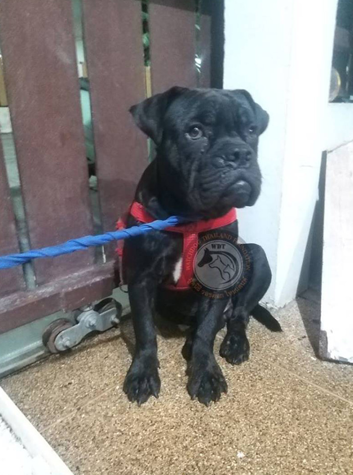 กะเทยตีหมา