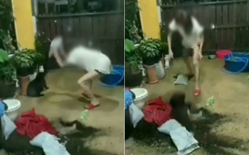 กะเทยตีหมา