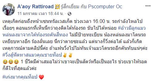 ช่วยแมว