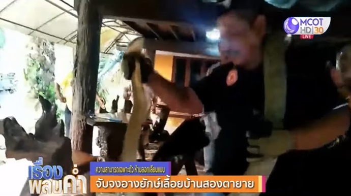 งูเข้าบ้าน