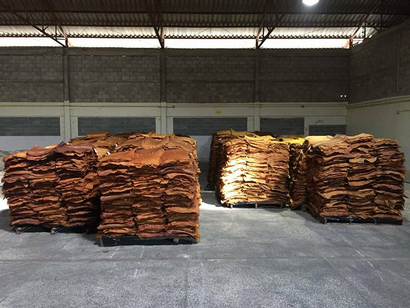 ยางพารา