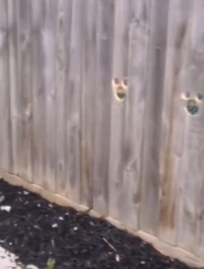 คลิปไวรัล