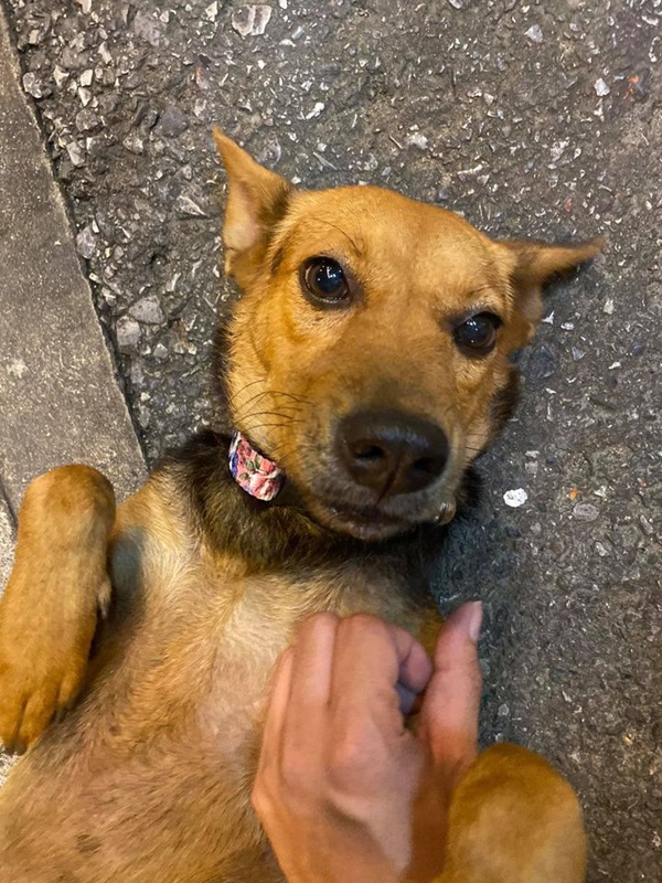 ข่าวหนุ่มเมาเอาหมากลับบ้าน