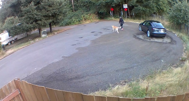 สุนัขถูกทิ้ง