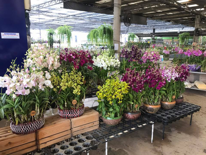 แอร์ออร์คิดส์ & แล็บ