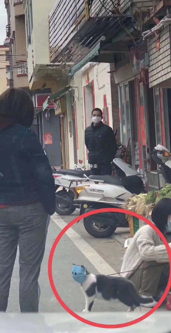 หน้ากากอนามัยแมว