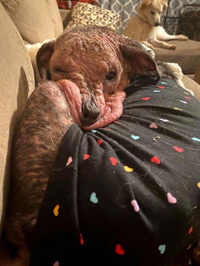 ชุบชีวิตตูบ ขี้เรื้อนหนักใกล้ตาย