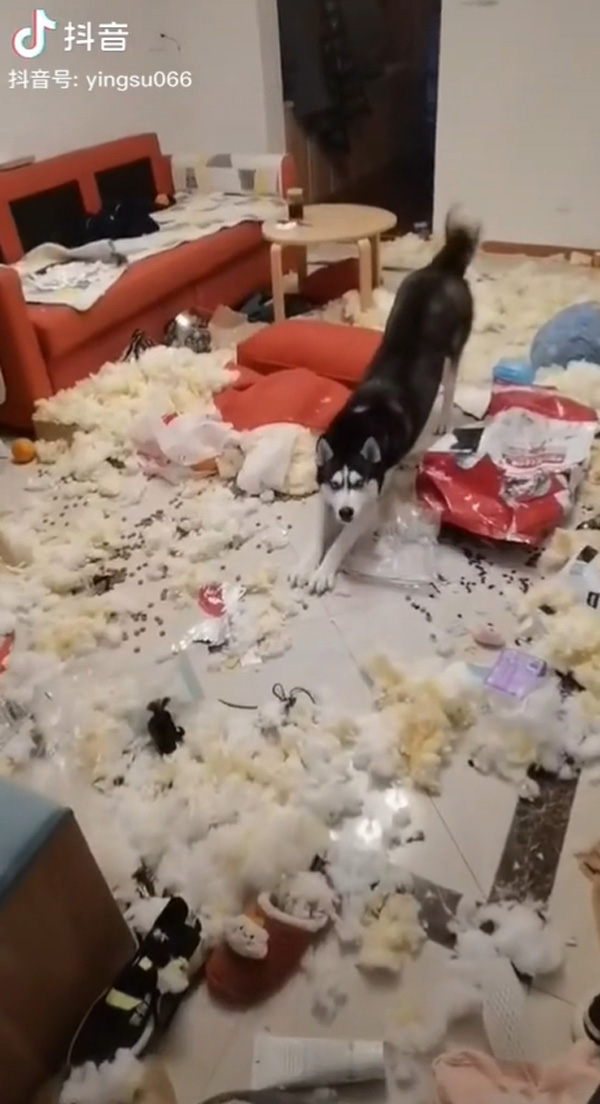 ไซบีเรียน ฮัสกี้