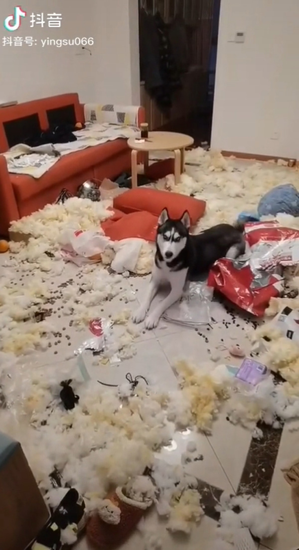 ไซบีเรียน ฮัสกี้