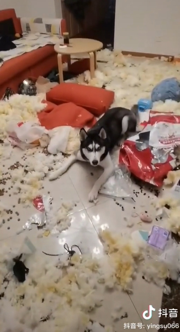 ไซบีเรียน ฮัสกี้