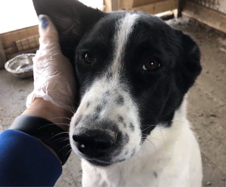 กินเนื้อหมา