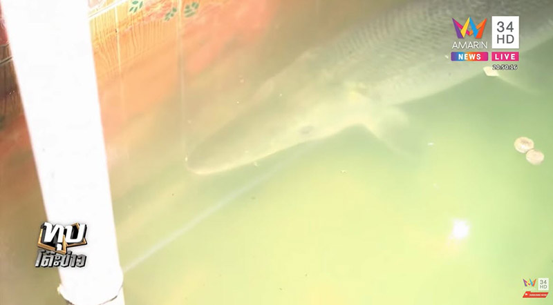 ไอซ์ หีบเหล็ก