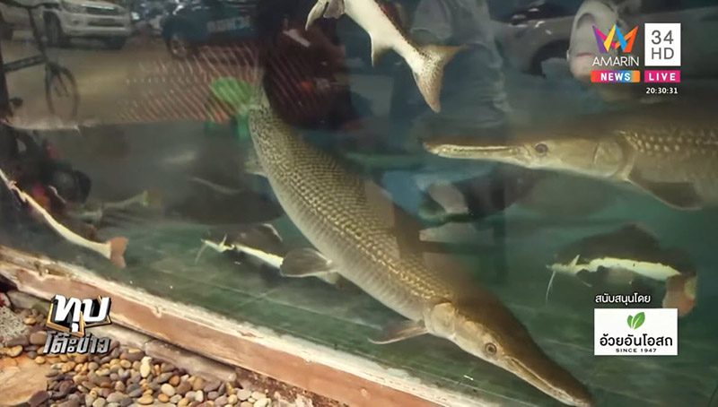 ไอซ์ หีบเหล็ก