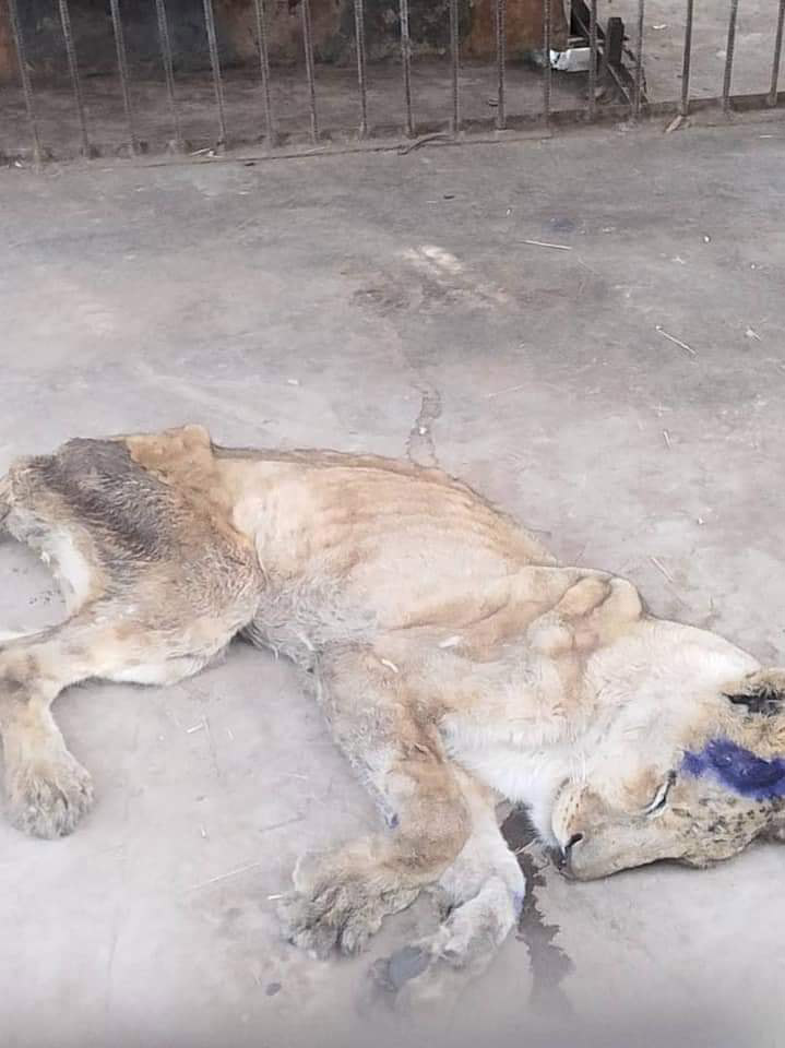 สิงโตผอมแห้งเหลือแต่กระดูก