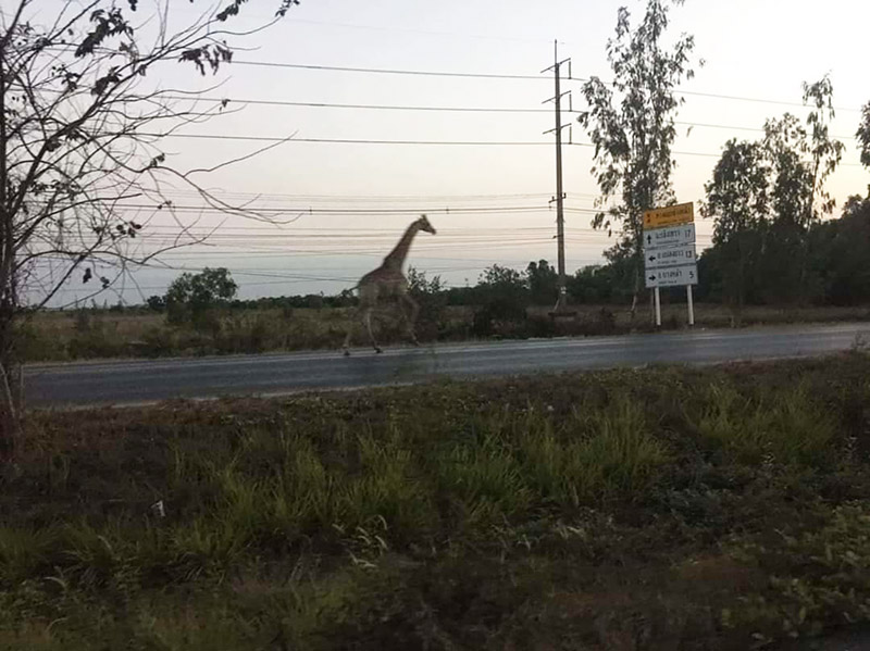 ยีราฟจมน้ำตาย