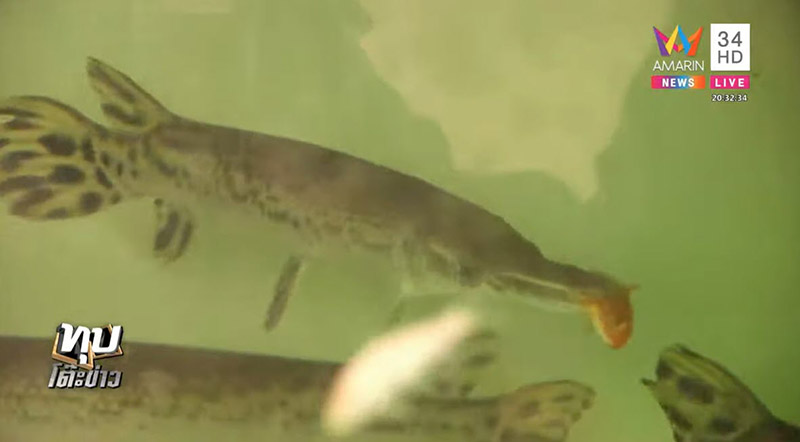 ไอซ์ หีบเหล็ก