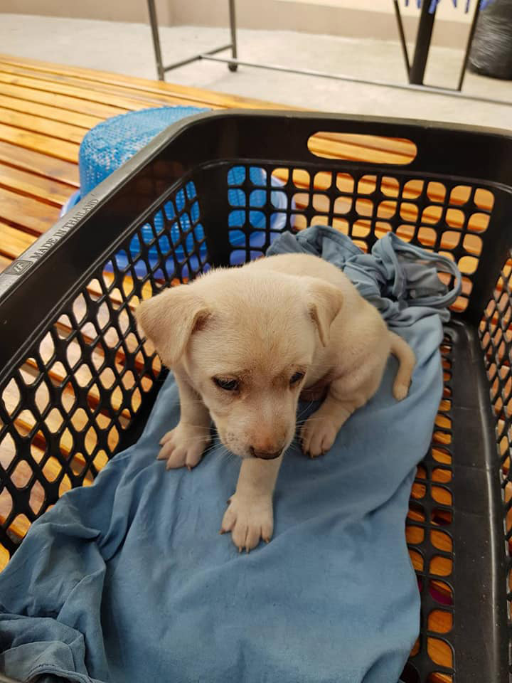 พระอุ้มลูกหมาปล่อยในบ้านคน