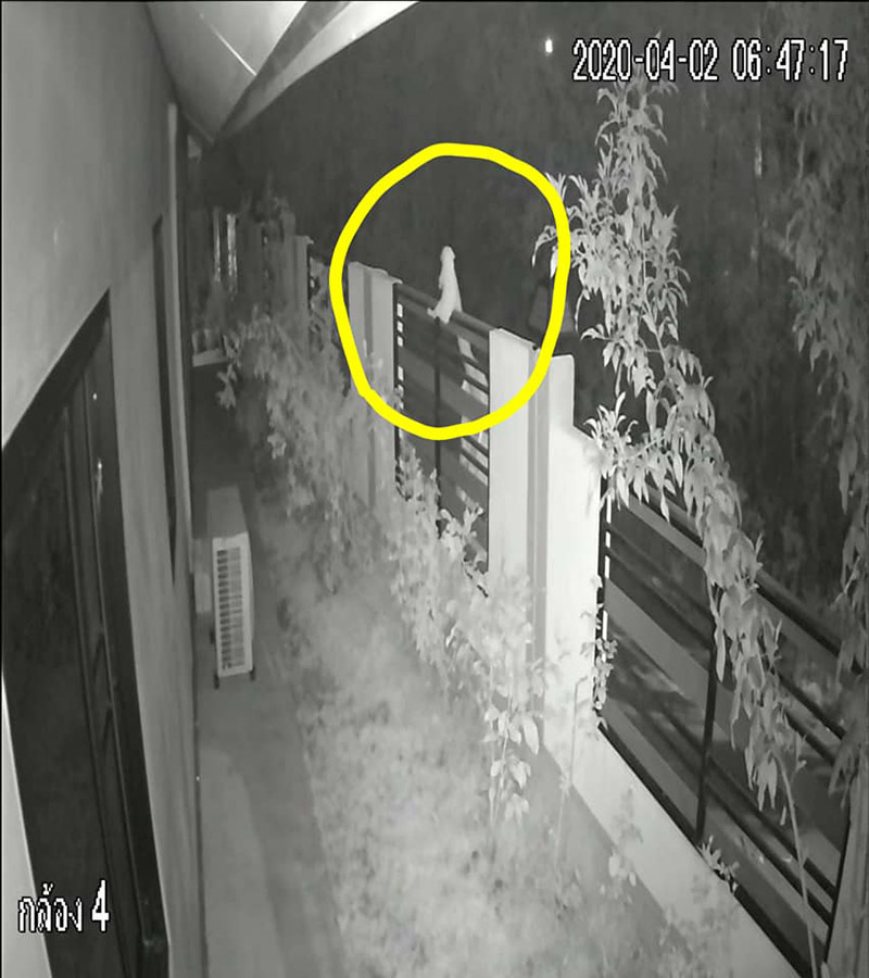 พระอุ้มลูกหมาปล่อยในบ้านคน