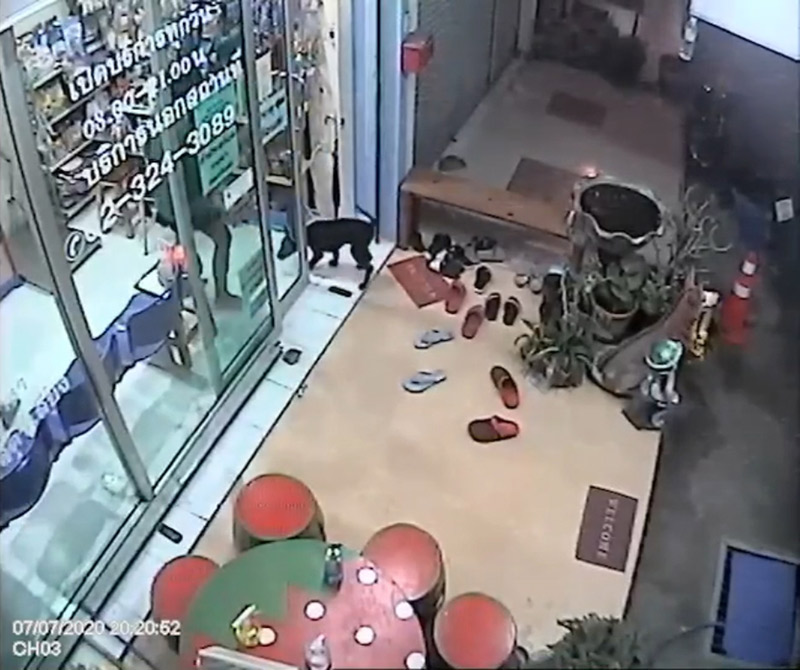 หมาหลงทางเห่าเรียกหมอให้ช่วย